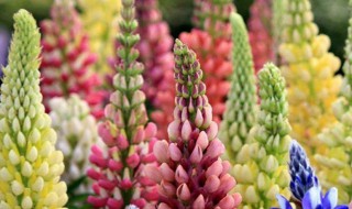 鲁冰花种子的种植小技巧 鲁冰花种子什么时候播种好