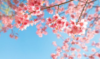 樱花什么季节种植合适（樱花什么季节种植合适春天）