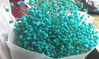 勿忘我干花怎么养 如何养勿忘我干花