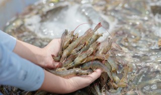 白灼虾没有料酒怎么做 白灼虾的简易做法