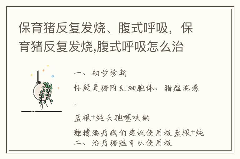 保育猪反复发烧、腹式呼吸，保育猪反复发烧,腹式呼吸怎么治