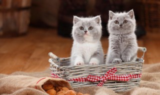 猫瘟怎么治疗 猫得猫瘟怎么治疗