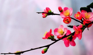 海棠花长什么样 海棠花的样子简介