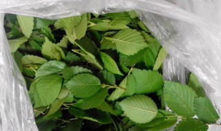 榆叶饭做法步骤 榆叶饭如何做好吃