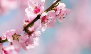关于桃花的古诗 关于桃花的古诗及译文