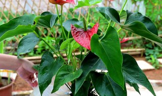 室内适合种红掌吗 室内能养红掌这种植物吗