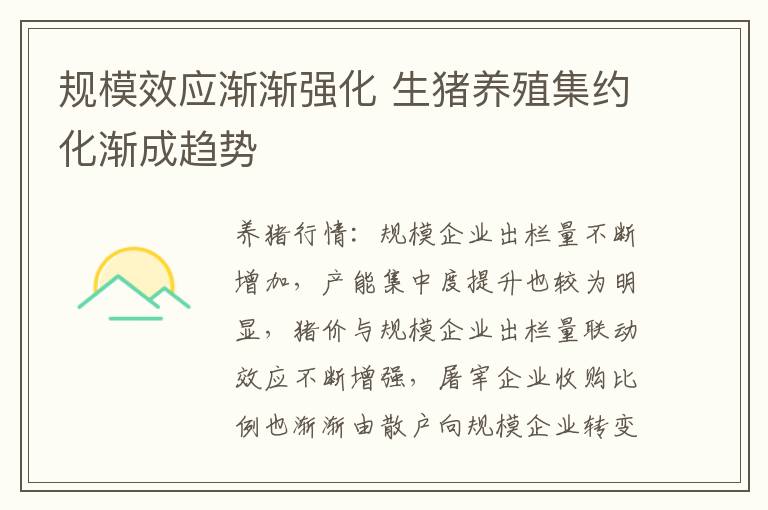 规模效应渐渐强化 生猪养殖集约化渐成趋势