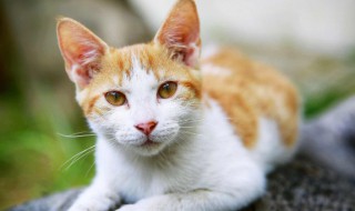 猫咪肛门腺怎么挤（猫咪肛门腺怎么挤出来的是褐色的）