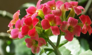 清除花盆里小蜜虫的妙招 怎么清除花盆里小蜜虫