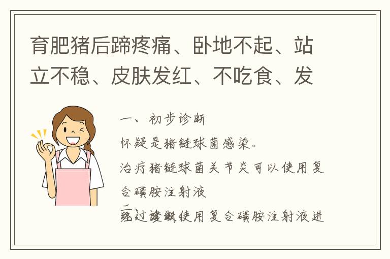 育肥猪后蹄疼痛、卧地不起、站立不稳、皮肤发红、不吃食、发抖