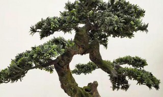 罗汉树适合室内种吗 罗汉树怎么养