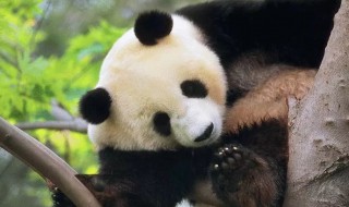 大熊猫的习性是什么 大熊猫的主食是什么