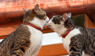 2个月猫怎么养（2个月猫猫怎么养）