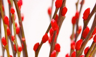 银柳发芽正常吗 为什么银柳会发芽?