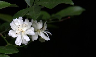 木香花的花期 木香花的花期是什么时候呢