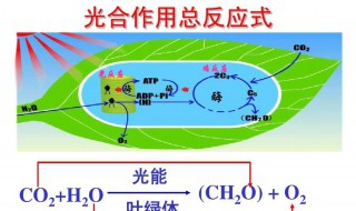 光和作用的暗反应场所 光和作用的暗反应场所在哪里