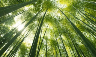 竹子英语怎么说 竹子英语怎么说读音