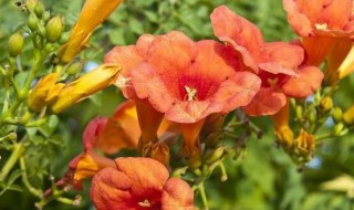 凌霄花冬天怎么像枯死一样的 凌霄花冬天为什么像枯死一样的