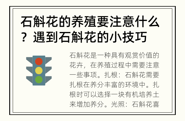 石斛花的养殖要注意什么？ 遇到石斛花的小技巧