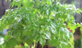 室内喜阳植物有哪些 室内喜阳的植物有哪些