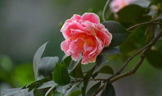 冬季茶花树的养殖方法 冬季茶花树的养殖方法简单介绍