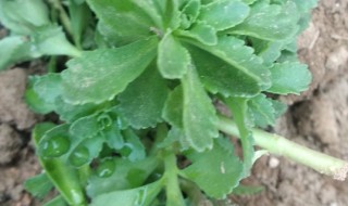 养心菜的种植方法和时间 养心菜的种植时间和方法
