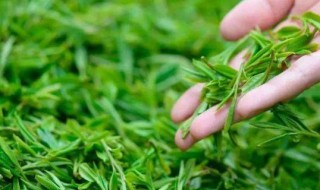 清明茶可以放多久 清明茶第二年还可以喝吗
