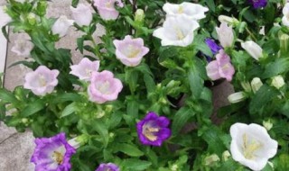 风铃花养殖方法 风铃花养殖方法是怎样的