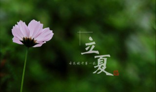 立夏的句子 立夏的句子集锦
