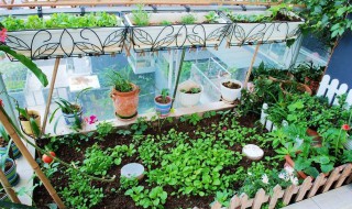 蔬菜施肥松土方法 怎么给蔬菜施肥松土