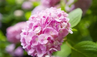 绣球花种植方法介绍 绣球花应该如何施肥