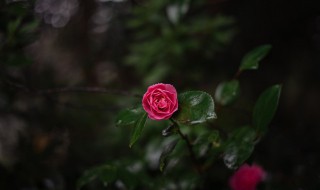 家中不能养的花 哪些花不适合在家养