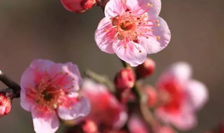 梅花是什么季节开放 梅花开花的季节是什么时候呢