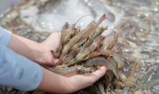 虾尾的虾线如何快速去除? 怎么去除虾尾的虾线