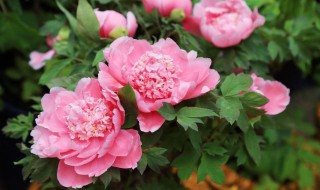 洛阳牡丹节是几月几号 洛阳牡丹文化节介绍