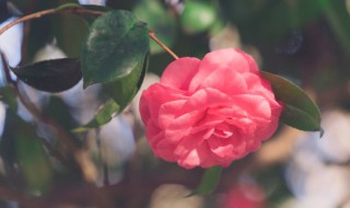 山茶花种子的种植方法，山茶花种子的种植方法与时间