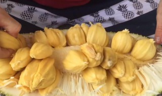 菠萝蜜核的吃法及禁忌 菠萝蜜核的食用禁忌是什么