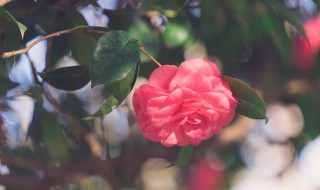 赏花人生感言 关于赏花的一些人生感悟