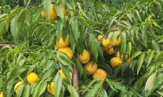 黄桃树的种植方法和注意事项 黄桃树的种植技术