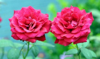 月季花换盆正确方法 月季花正确换盆教程
