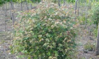 枫树球的功效与作用 枫树球有何功效与作用