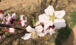 梨树疏花的最佳方法 梨树疏花疏果的方法有哪些？
