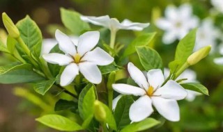 栀子花和玫瑰花可以一起泡水喝吗 栀子花和玫瑰花可不可以一起泡水喝