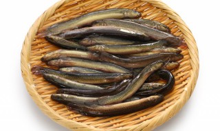 养泥鳅怎么养 养泥鳅如何养