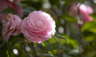 茶花怎么养才能安全过冬 茶花冬天怎么养才能安全过冬?