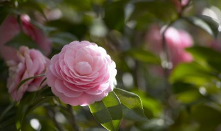 月季的花语 月季的花语是什么