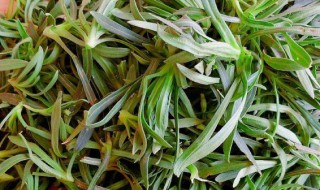 面条菜的种植方法（面条菜的种植方法和技术）