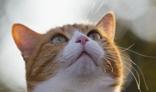 怎么给猫咪喂药（怎么给猫咪喂药液体）