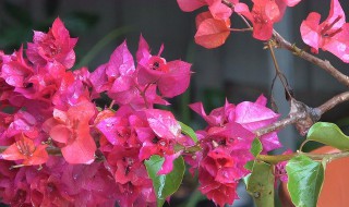三角梅花怎么养（三角梅花怎么养活）
