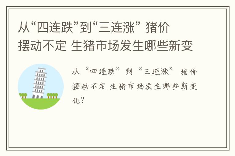 从“四连跌”到“三连涨” 猪价摆动不定 生猪市场发生哪些新变化？